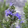 Tuscan Blue Rosemary Live Plants - Pack of 3, 5-8 Inches Tall - Culinary Herb - Image 1