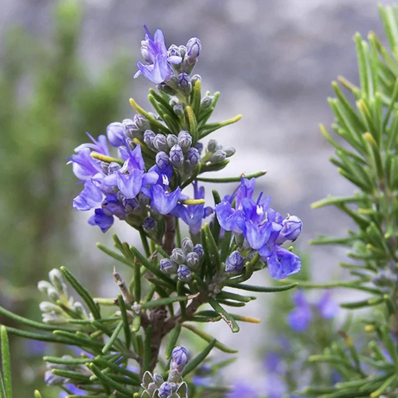 Tuscan Blue Rosemary Live Plants - Pack of 3, 5-8 Inches Tall - Culinary Herb - Image 1