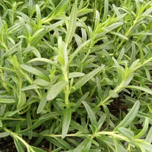 Tuscan Blue Rosemary Live Plants - Pack of 3, 5-8 Inches Tall - Culinary Herb - Image 5