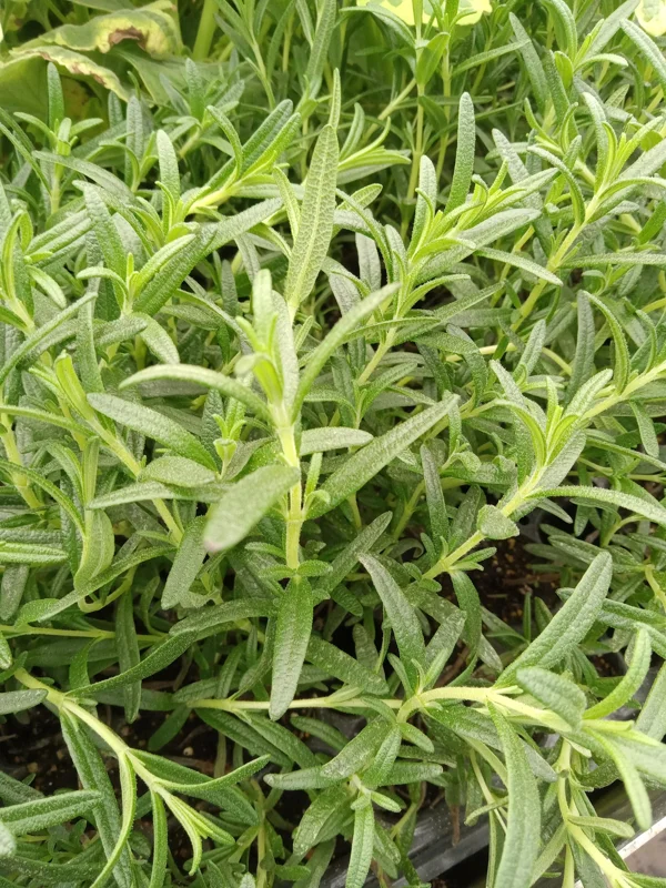 Tuscan Blue Rosemary Live Plants - Pack of 3, 5-8 Inches Tall - Culinary Herb - Image 5