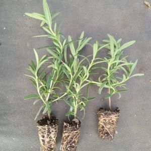 Tuscan Blue Rosemary Live Plants - Pack of 3, 5-8 Inches Tall - Culinary Herb - Image 6