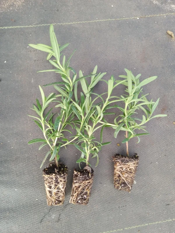 Tuscan Blue Rosemary Live Plants - Pack of 3, 5-8 Inches Tall - Culinary Herb - Image 6