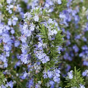 Tuscan Blue Rosemary Live Plants - Pack of 3, 5-8 Inches Tall - Culinary Herb - Image 7