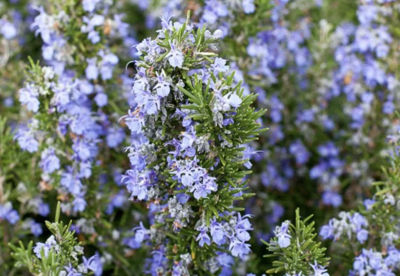 Tuscan Blue Rosemary Live Plants - Pack of 3, 5-8 Inches Tall - Culinary Herb - Image 7