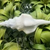 Undatus Sea Shell - Natural Real Beach Shell for Air Plant Holder or Terrarium Decor, 5 Inches+ - Image 1