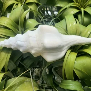 Undatus Sea Shell - Natural Real Beach Shell for Air Plant Holder or Terrarium Decor, 5 Inches+ - Image 1