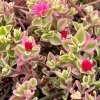 Variegated Baby Sun Rose Live Plant - Pink Succulent, 2 Inch Pot - Image 1