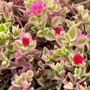 Variegated Baby Sun Rose Live Plant - Pink Succulent, 2 Inch Pot - Image 1