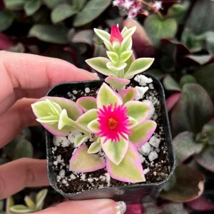 Variegated Baby Sun Rose Live Plant - Pink Succulent, 2 Inch Pot - Image 2