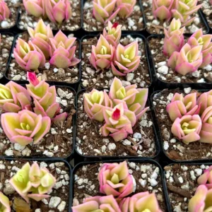 Variegated Baby Sun Rose Live Plant - Pink Succulent, 2 Inch Pot - Image 3