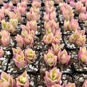 Variegated Baby Sun Rose Live Plant - Pink Succulent, 2 Inch Pot - Image 4