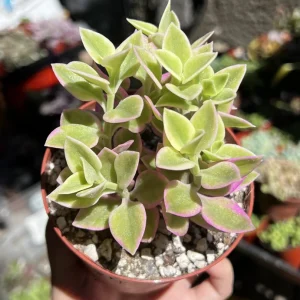 Variegated Baby Sun Rose Live Plant - Pink Succulent, 2 Inch Pot - Image 5