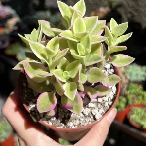 Variegated Baby Sun Rose Live Plant - Pink Succulent, 2 Inch Pot - Image 6