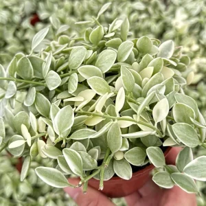 Variegated Dischidia Cascade Live Plant, Trailing Succulent, 3-inch Pot, Indoor - Image 2