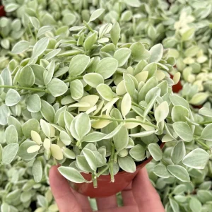 Variegated Dischidia Cascade Live Plant, Trailing Succulent, 3-inch Pot, Indoor - Image 3