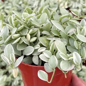 Variegated Dischidia Cascade Live Plant, Trailing Succulent, 3-inch Pot, Indoor - Image 4