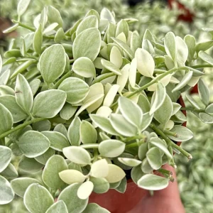 Variegated Dischidia Cascade Live Plant, Trailing Succulent, 3-inch Pot, Indoor - Image 5