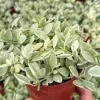 Variegated Dischidia Cascade Live Plant, Trailing Succulent, 3-inch Pot, Indoor - Image 1