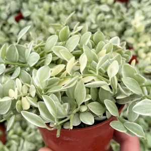 Variegated Dischidia Cascade Live Plant, Trailing Succulent, 3-inch Pot, Indoor - Image 1