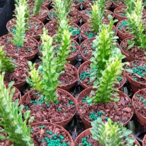 Variegated Euphorbia Trigona Milk Cactus Live Plant - 3 inch Pot - Image 2