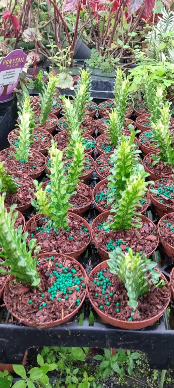 Variegated Euphorbia Trigona Milk Cactus Live Plant - 3 inch Pot - Image 2