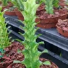 Variegated Euphorbia Trigona Milk Cactus Live Plant - 3 inch Pot - Image 1