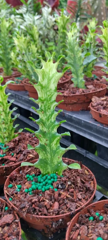 Variegated Euphorbia Trigona Milk Cactus Live Plant - 3 inch Pot - Image 1