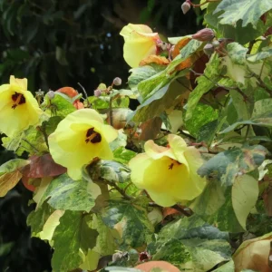 Variegated Hibiscus Mahoe Sea Live Plant - Colorful Foliage Shrub - Image 2