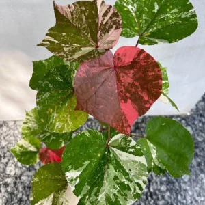 Variegated Hibiscus Mahoe Sea Live Plant - Colorful Foliage Shrub - Image 3