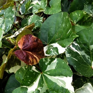 Variegated Hibiscus Mahoe Sea Live Plant - Colorful Foliage Shrub - Image 4
