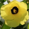 Variegated Hibiscus Mahoe Sea Live Plant - Colorful Foliage Shrub - Image 1