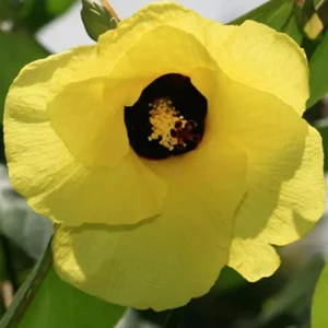 Variegated Hibiscus Mahoe Sea Live Plant - Colorful Foliage Shrub - Image 1