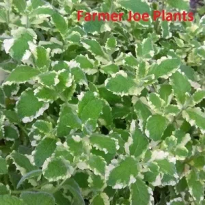 Variegated Pineapple Mint Live Plant - 4