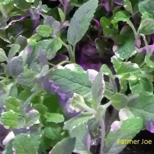 Variegated Pineapple Mint Live Plant - 4