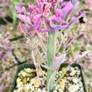 Variegated Senecio Articulatus Live Plant – Pink Candle Plant, 4 Inch Pot - Image 2