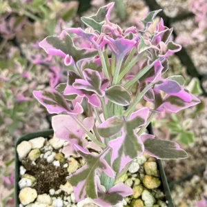Variegated Senecio Articulatus Live Plant – Pink Candle Plant, 4 Inch Pot - Image 3