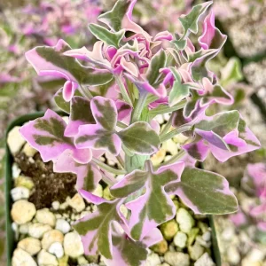 Variegated Senecio Articulatus Live Plant – Pink Candle Plant, 4 Inch Pot - Image 4