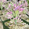 Variegated Senecio Articulatus Live Plant – Pink Candle Plant, 4 Inch Pot - Image 1