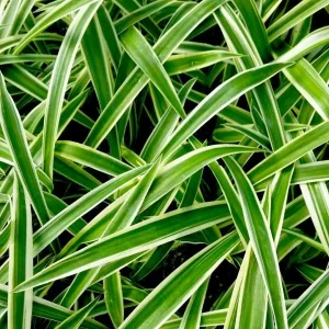 Variegated Spider Plant Live - Chlorophytum Comosum Houseplant, Easy Care - Image 2