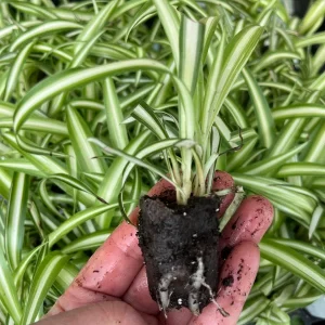 Variegated Spider Plant Live - Chlorophytum Comosum Houseplant, Easy Care - Image 3