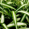 Variegated Spider Plant Live - Chlorophytum Comosum Houseplant, Easy Care - Image 1
