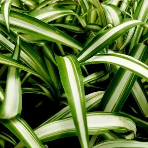 Variegated Spider Plant Live - Chlorophytum Comosum Houseplant, Easy Care - Image 1