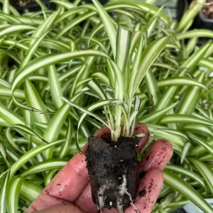 Variegated Spider Plant Live - Chlorophytum Comosum Houseplant, Easy Care - Image 6