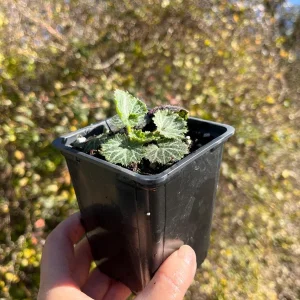 Variegated Strawberry Begonia Live Plant - Saxifraga Stolonifera - 3.25