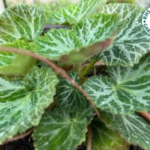 Variegated Strawberry Begonia Live Plant - Saxifraga Stolonifera - 3.25