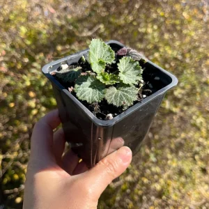 Variegated Strawberry Begonia Live Plant - Saxifraga Stolonifera - 3.25