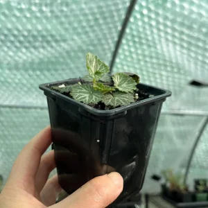 Variegated Strawberry Begonia Live Plant - Saxifraga Stolonifera - 3.25