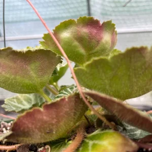 Variegated Strawberry Begonia Live Plant - Saxifraga Stolonifera - 3.25