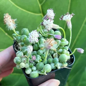 Variegated String of Pearls Live Trailing Succulent Plant - 2, 4, 6 inch Pot - Image 2