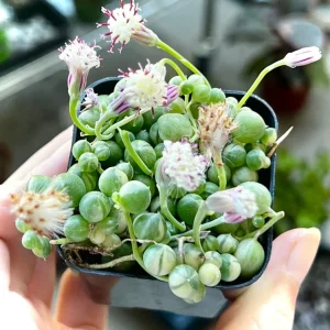 Variegated String of Pearls Live Trailing Succulent Plant - 2, 4, 6 inch Pot - Image 3
